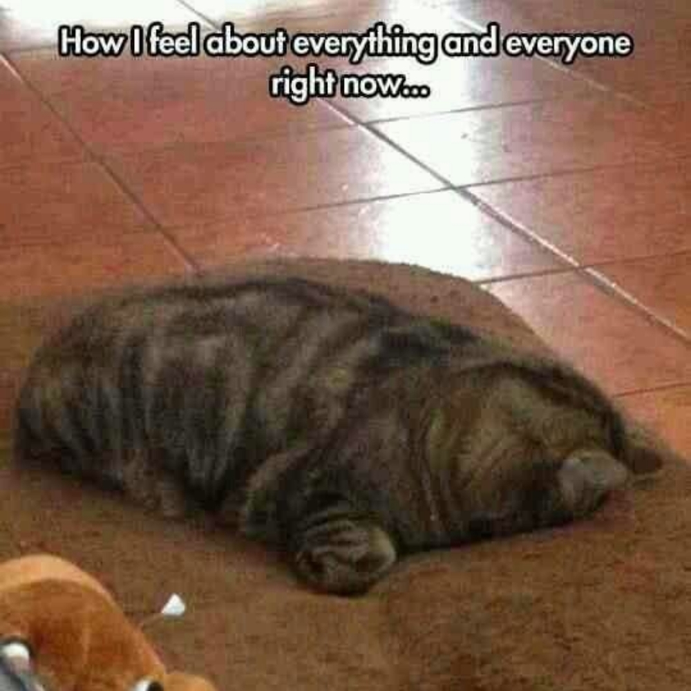 Funny cat